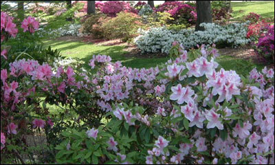 Photo of the azaleas featured at Norton Art Gallery in Shreveport, Louisiana.